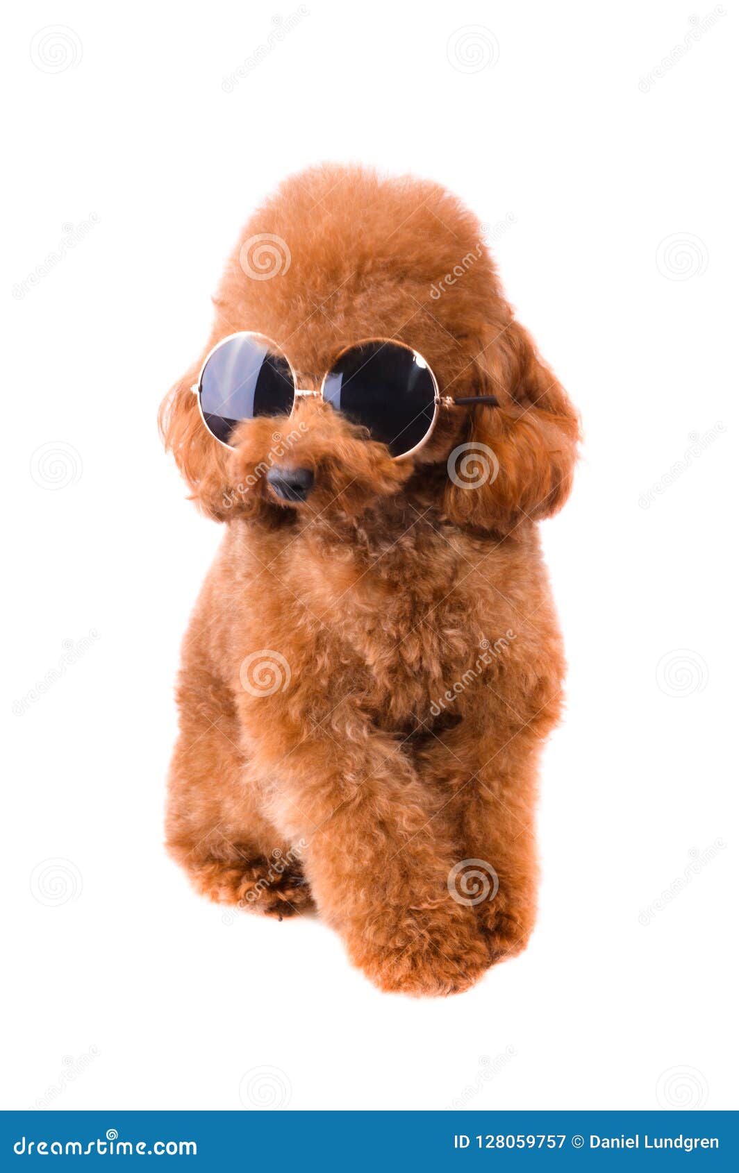 Mini Toy Poodle with Golden Brown Fur on a White Background Stock Photo -  Image of adorable, nose: 94222354