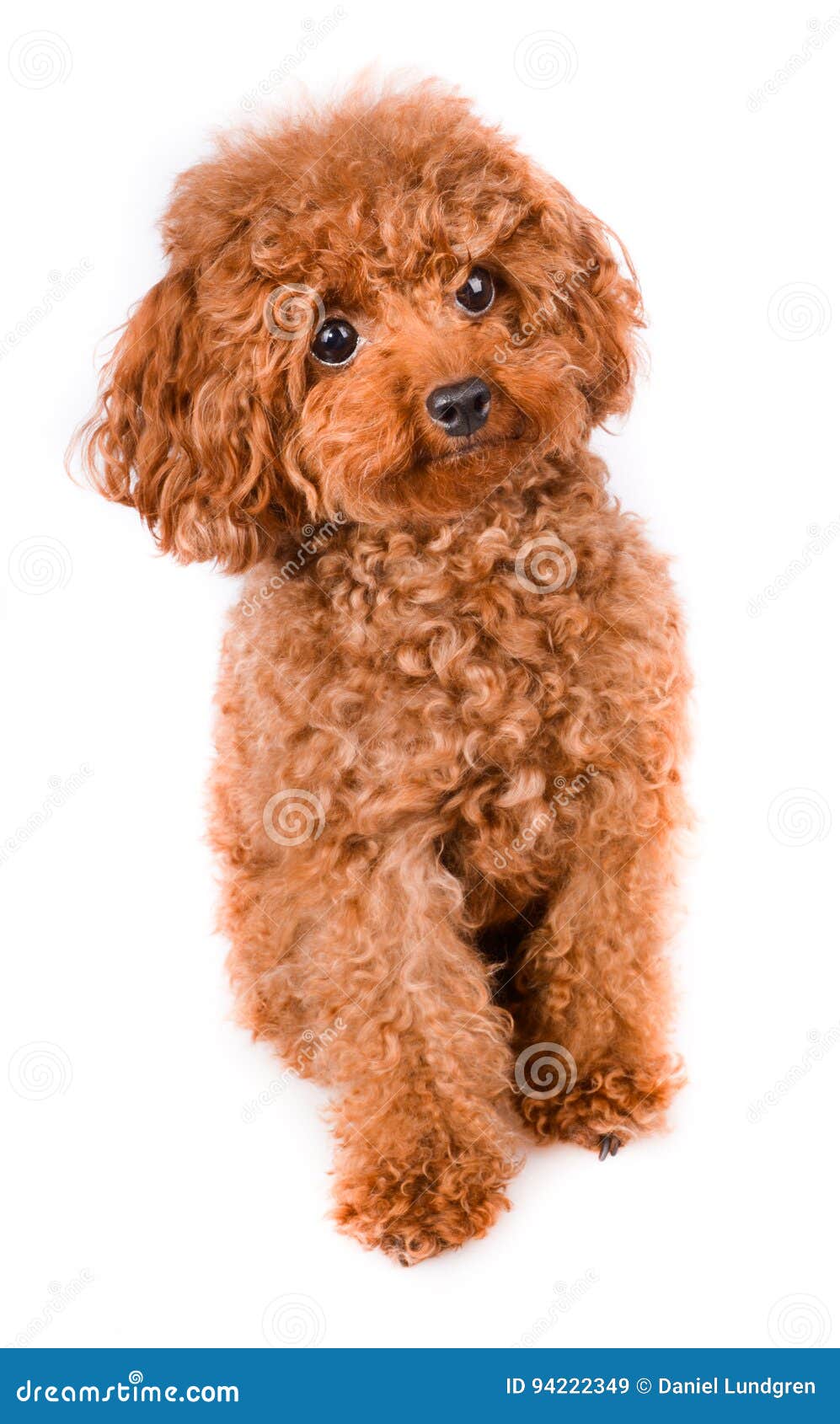 https://thumbs.dreamstime.com/z/mini-toy-poodle-golden-brown-fur-white-background-adorable-94222349.jpg