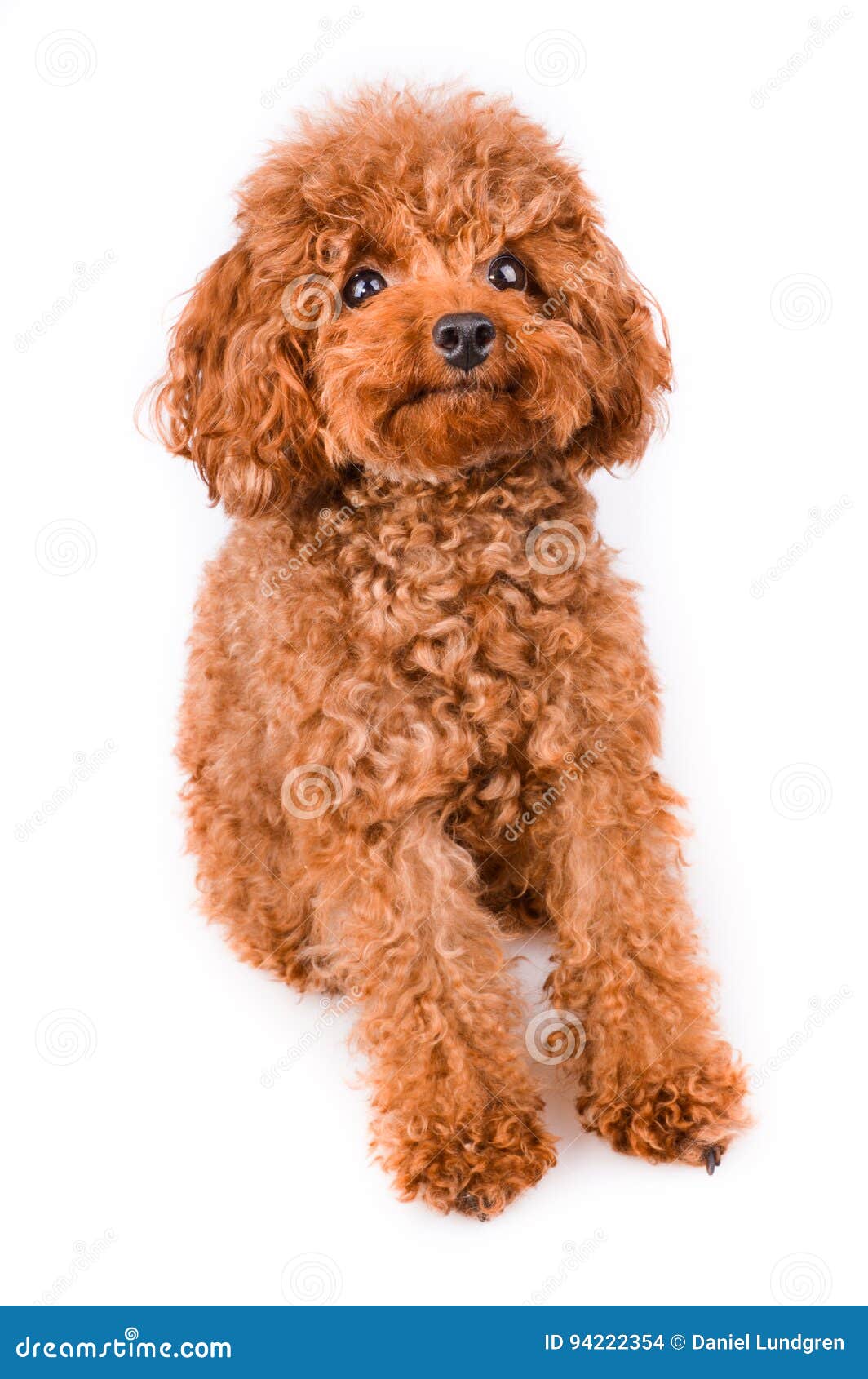 Mini Toy Poodle with Golden Brown Fur on a White Background Stock Photo -  Image of adorable, nose: 94222354