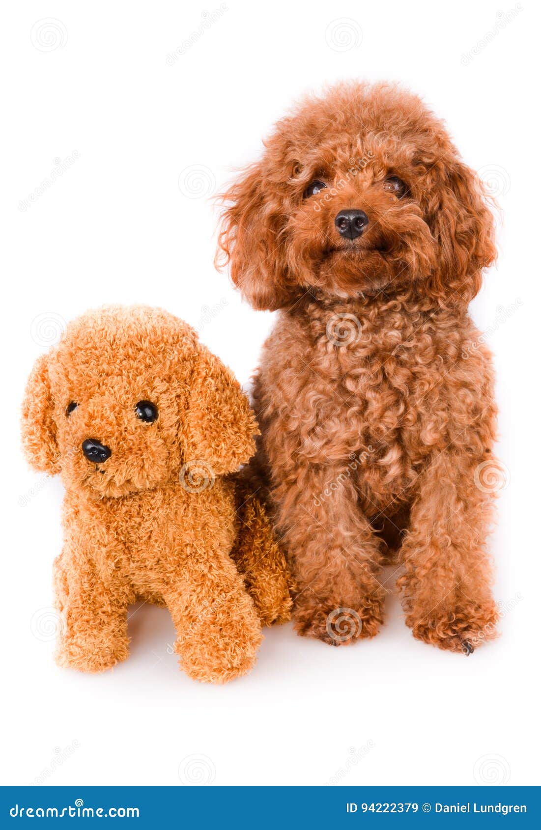 poodle mini toy