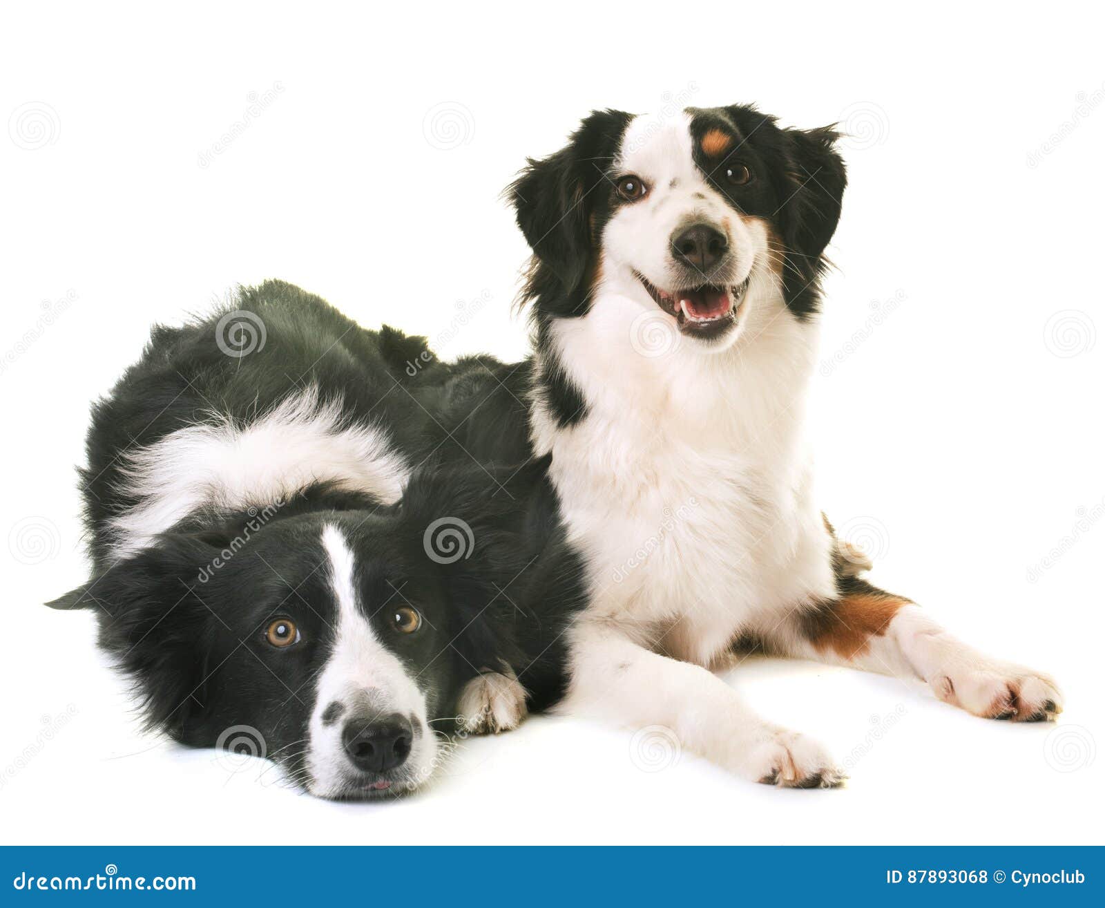 american sheepdogs