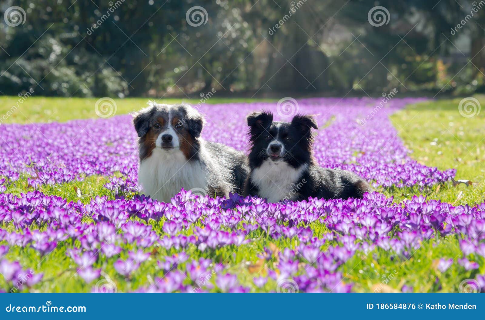 Miniature Shepherd Lying Together in Crocus Flowers Stock Photo - Image domestic, canine: 186584876