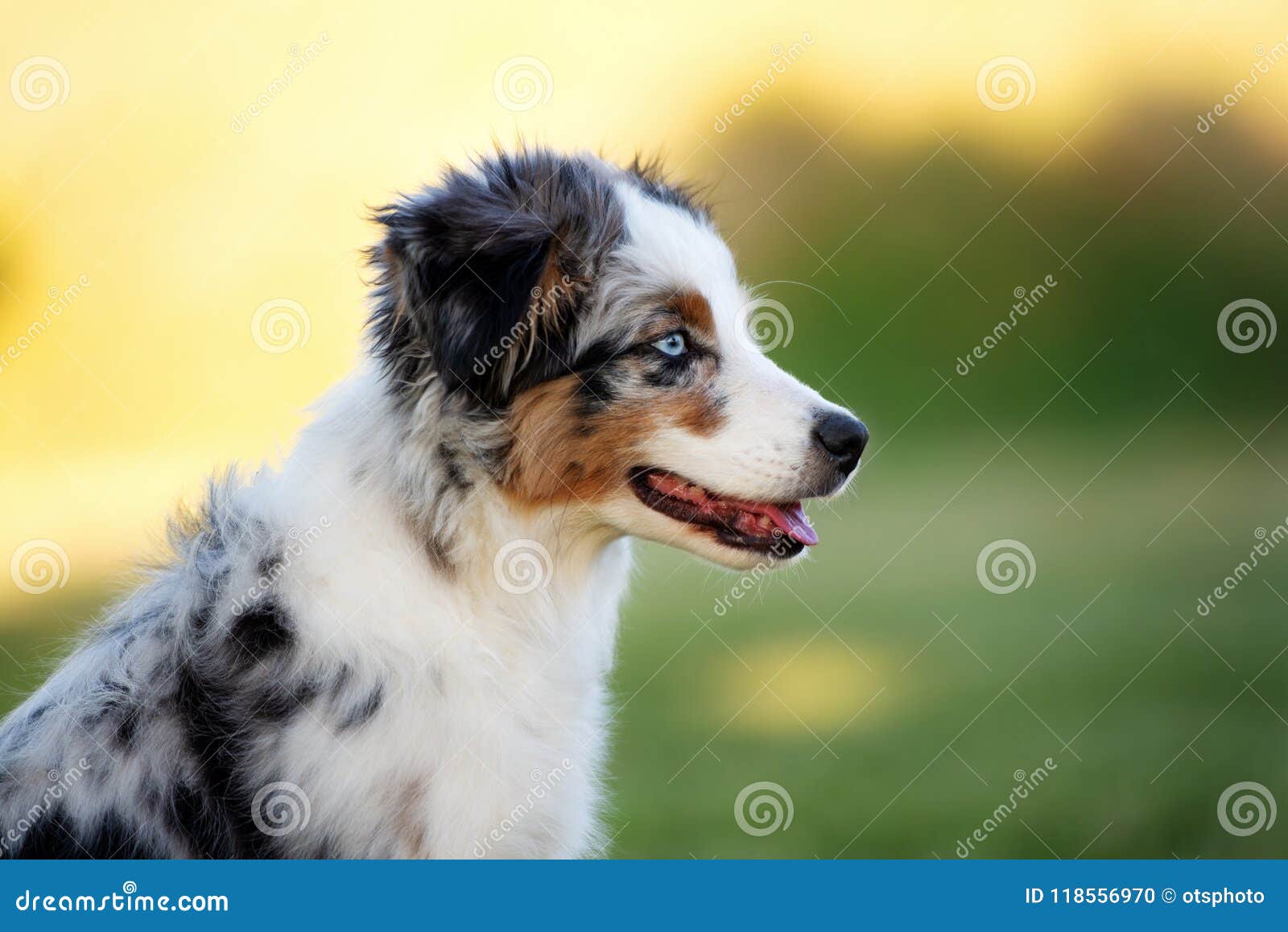 Miniature Australian Shepherd Puppy Outdoors in Summer Stock Photo ...