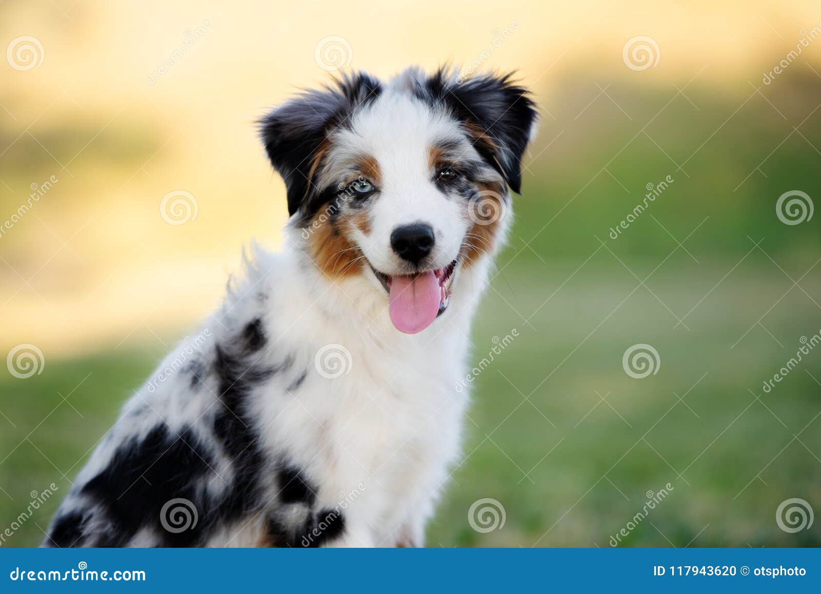 Miniature Australian Shepherd Puppy Outdoors in Summer Stock Photo ...