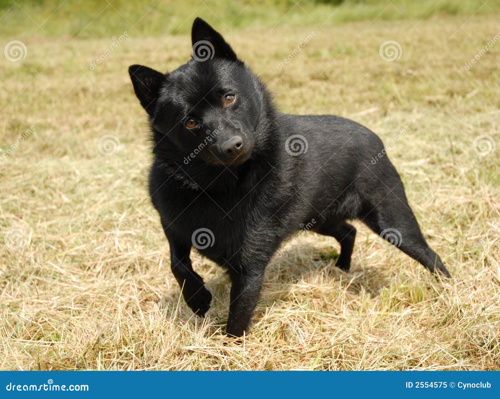 mini belgian shepherd