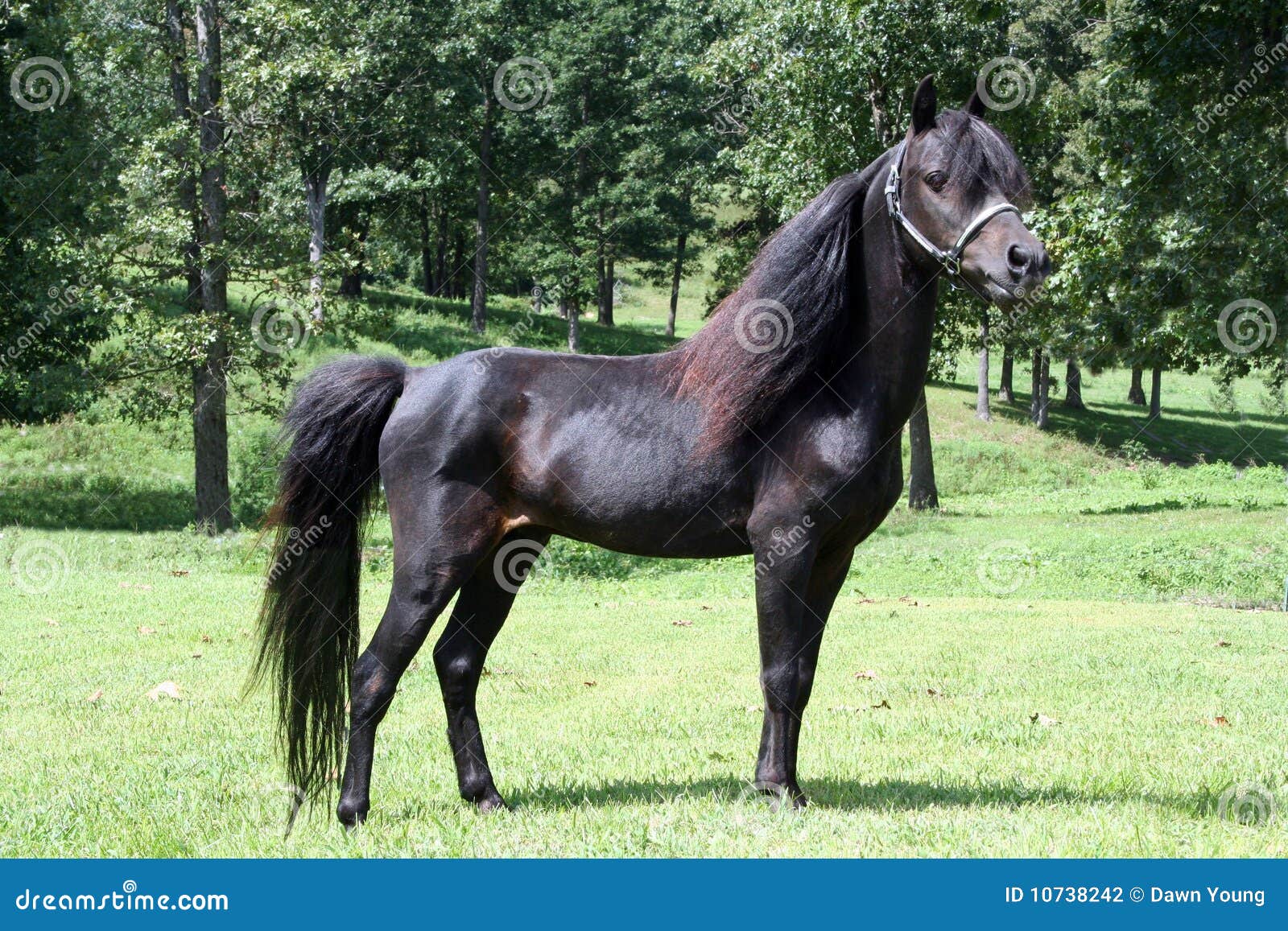 Miniature black horse stock photo. Image of rural, horse 10738242