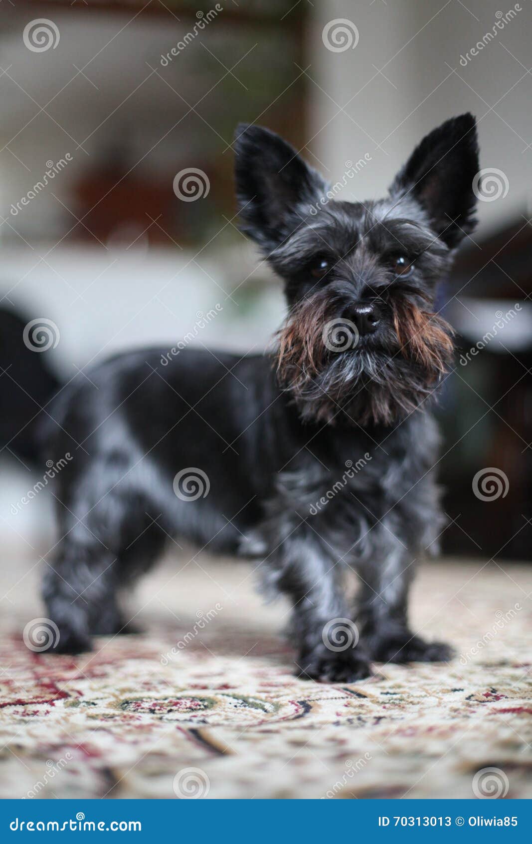 Miniature Black Schnauzer Dog Stock Image Image of playful, beautiful