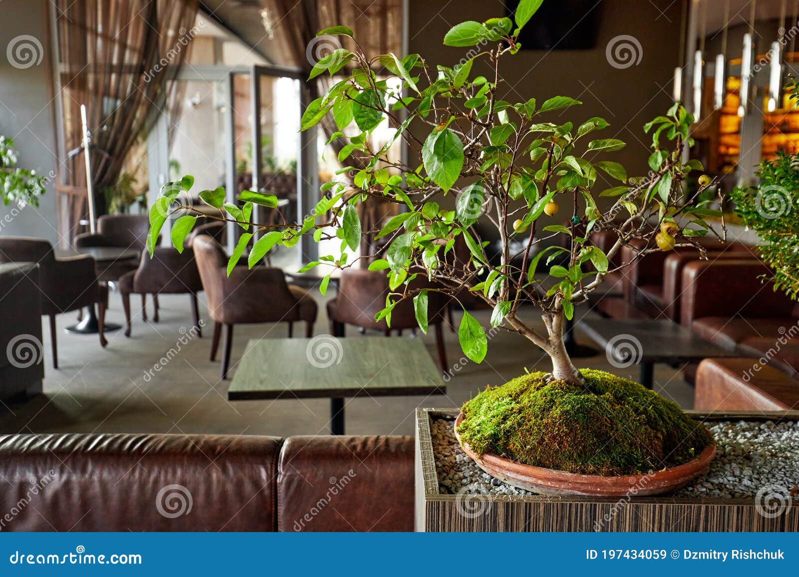 Miniature Bonsai Tree in Restaurant Stock Image Image of foliage