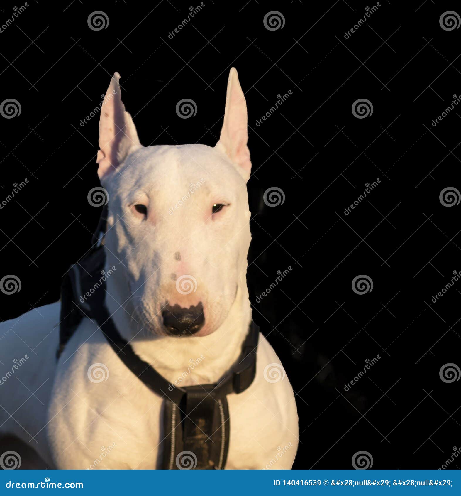 Cute Bulldog English White Terrier