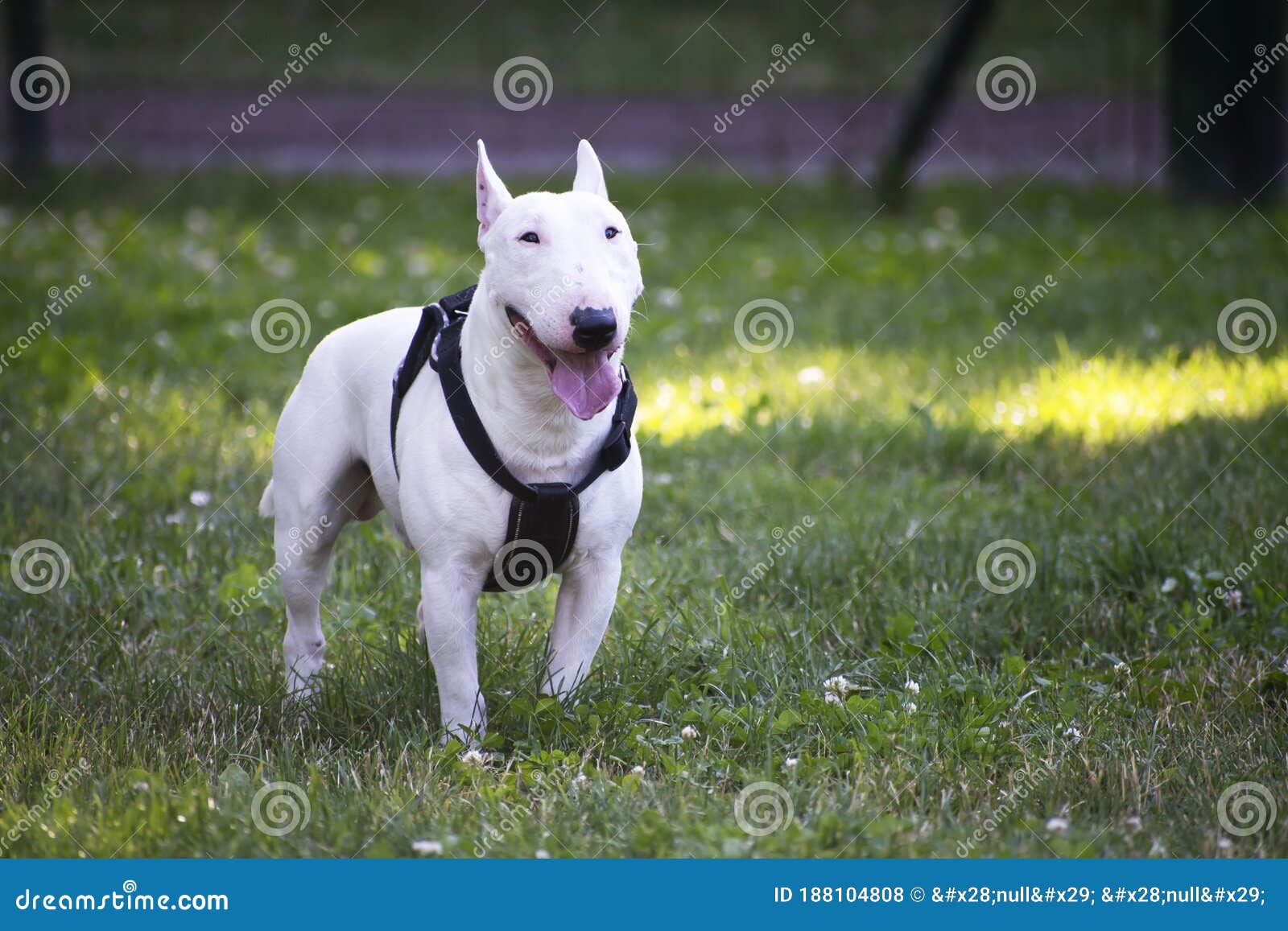 White Bull Terrier Miniature Stock Photo Image Of Muscular Outdoor 188104808