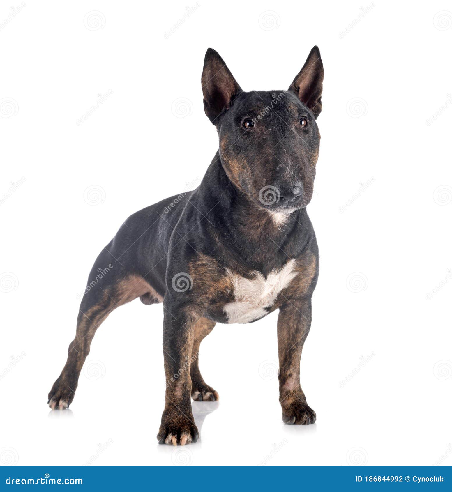 black miniature bull terrier