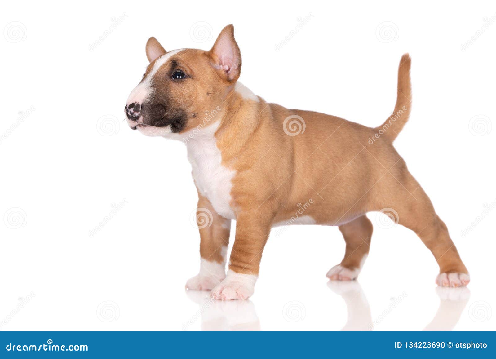 Miniature Bull Terrier Puppy On White Background Stock Photo Image Of Small Posing 134223690