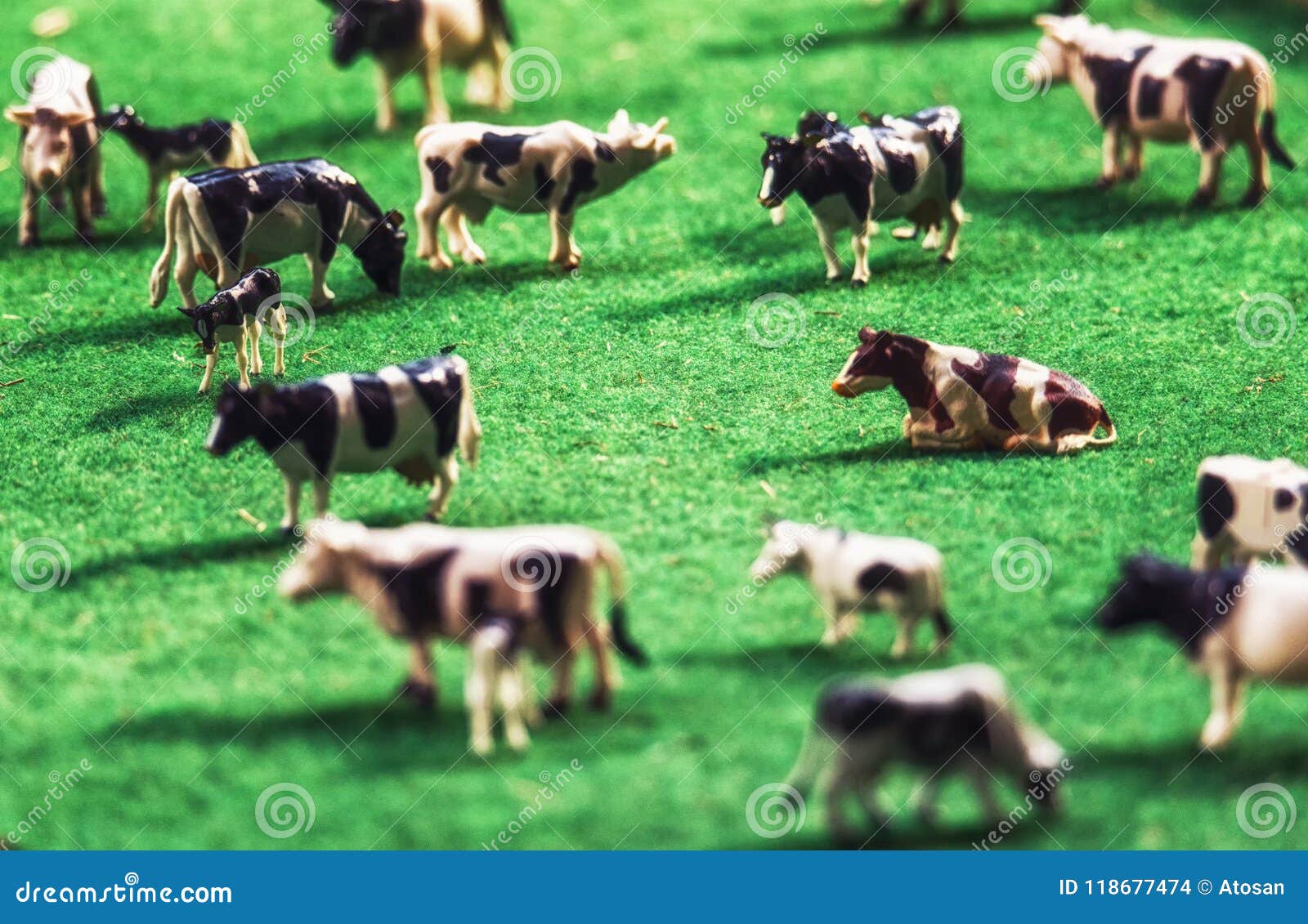 Miniature Cows