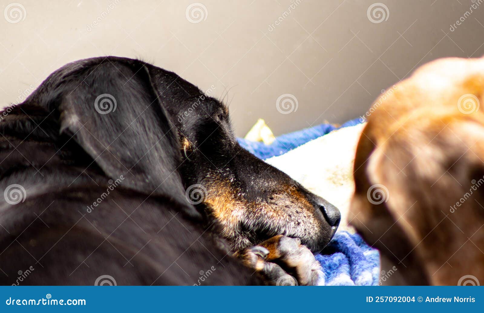 Miniature Dachshund Dog stock photo. Image of legged 257092004