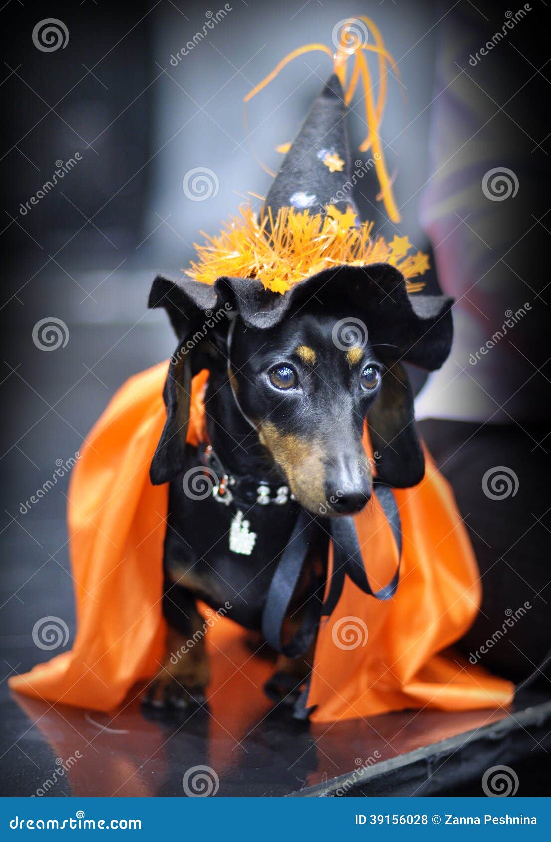Miniature dachshund stock photo. Image of attitude, costume 39156028