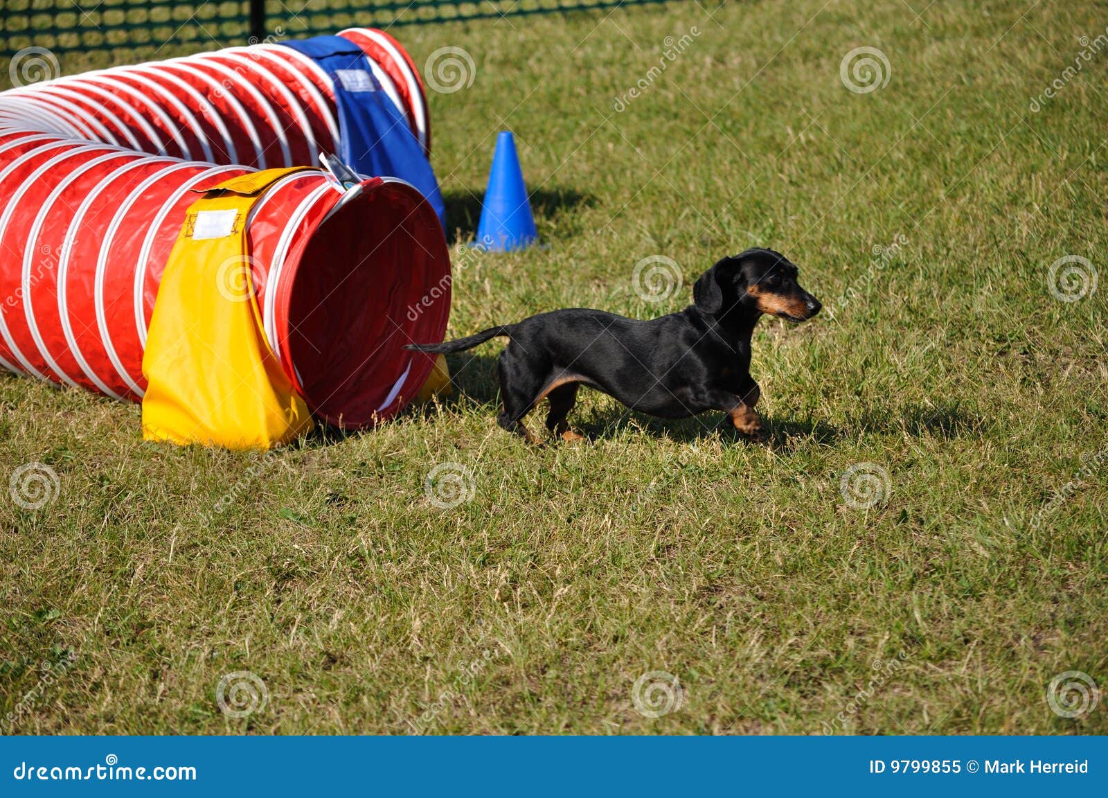 Miniature Dachshund Exiting Agility Tunnel Stock Image Image of
