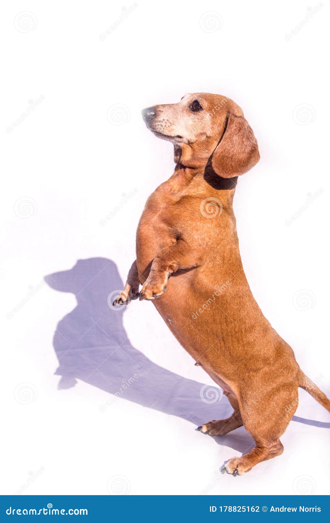 Is Jumping Bad For Dachshunds