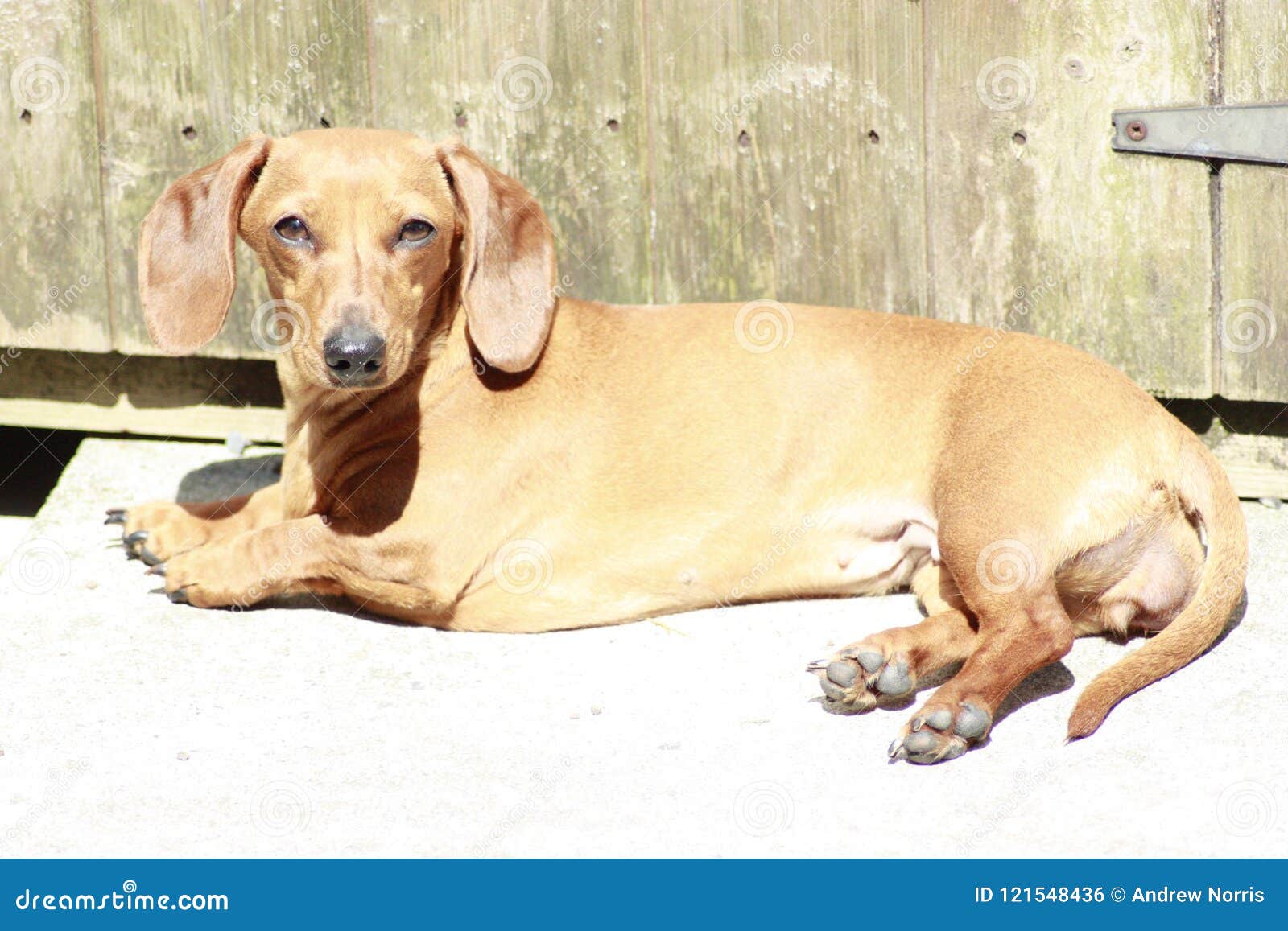 Miniature Dachshund stock photo. Image of lazy, playing 121548436