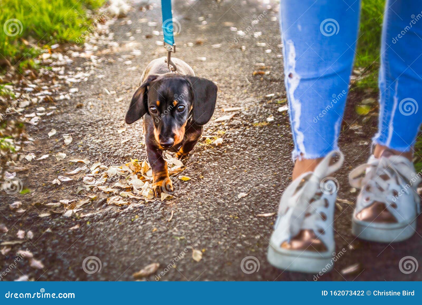 Dachshund - Sidewalk Dog