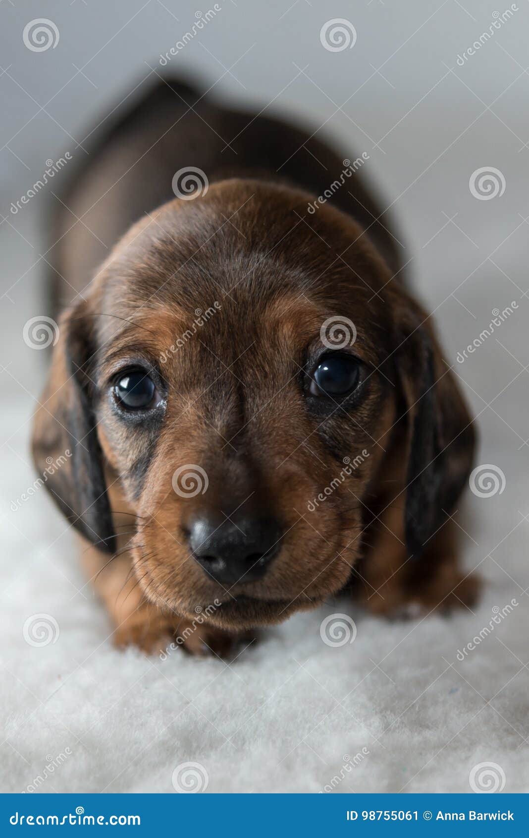Miniature Dachshund Puppy on Fluffy White Blanket Stock Image Image