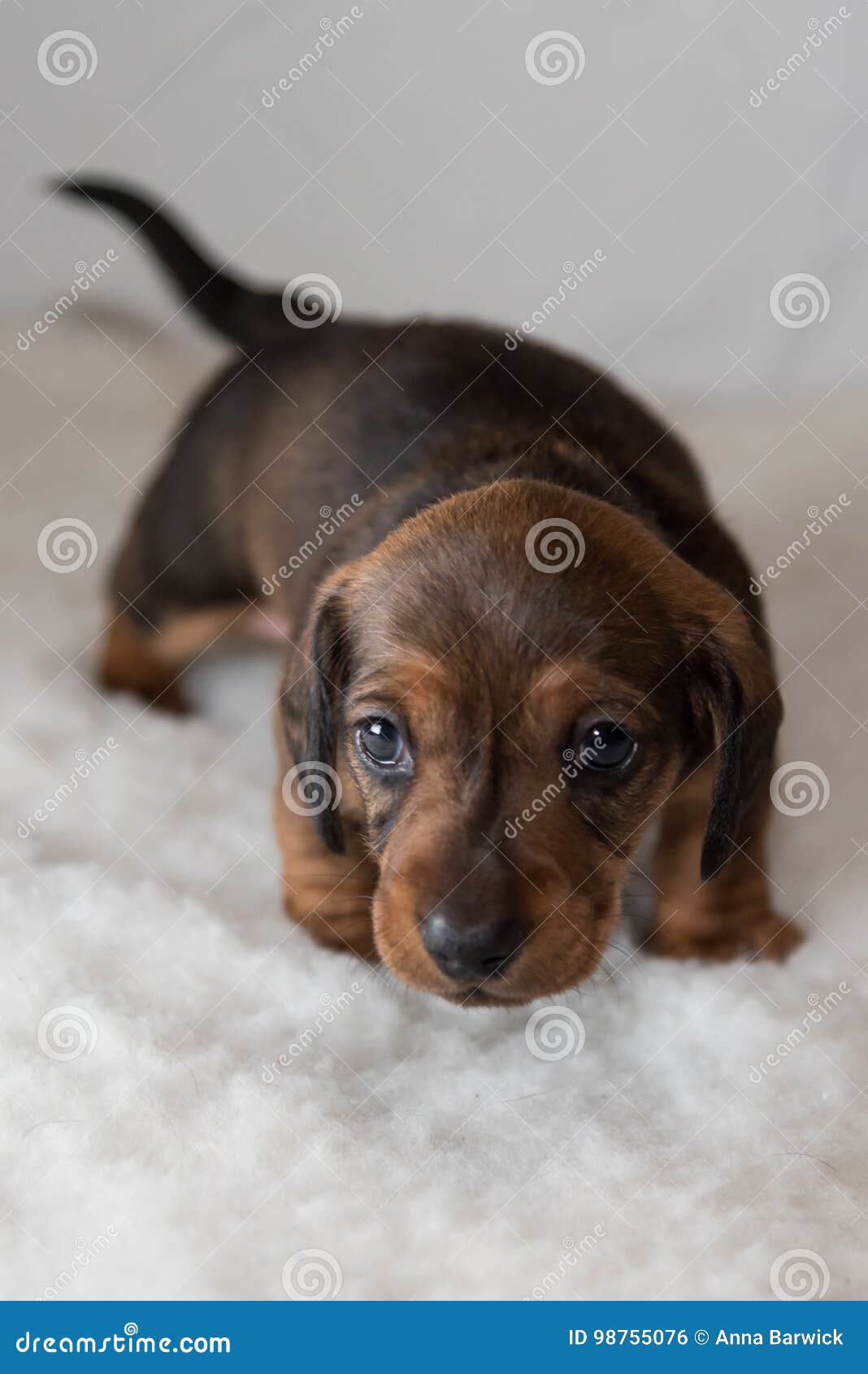 toy dachshund puppies