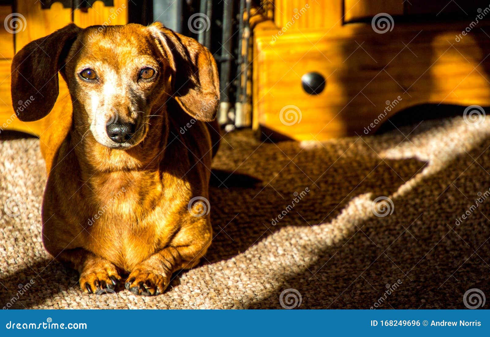 Miniature Dachshund Resting Stock Photo Image of dachshund, lazy