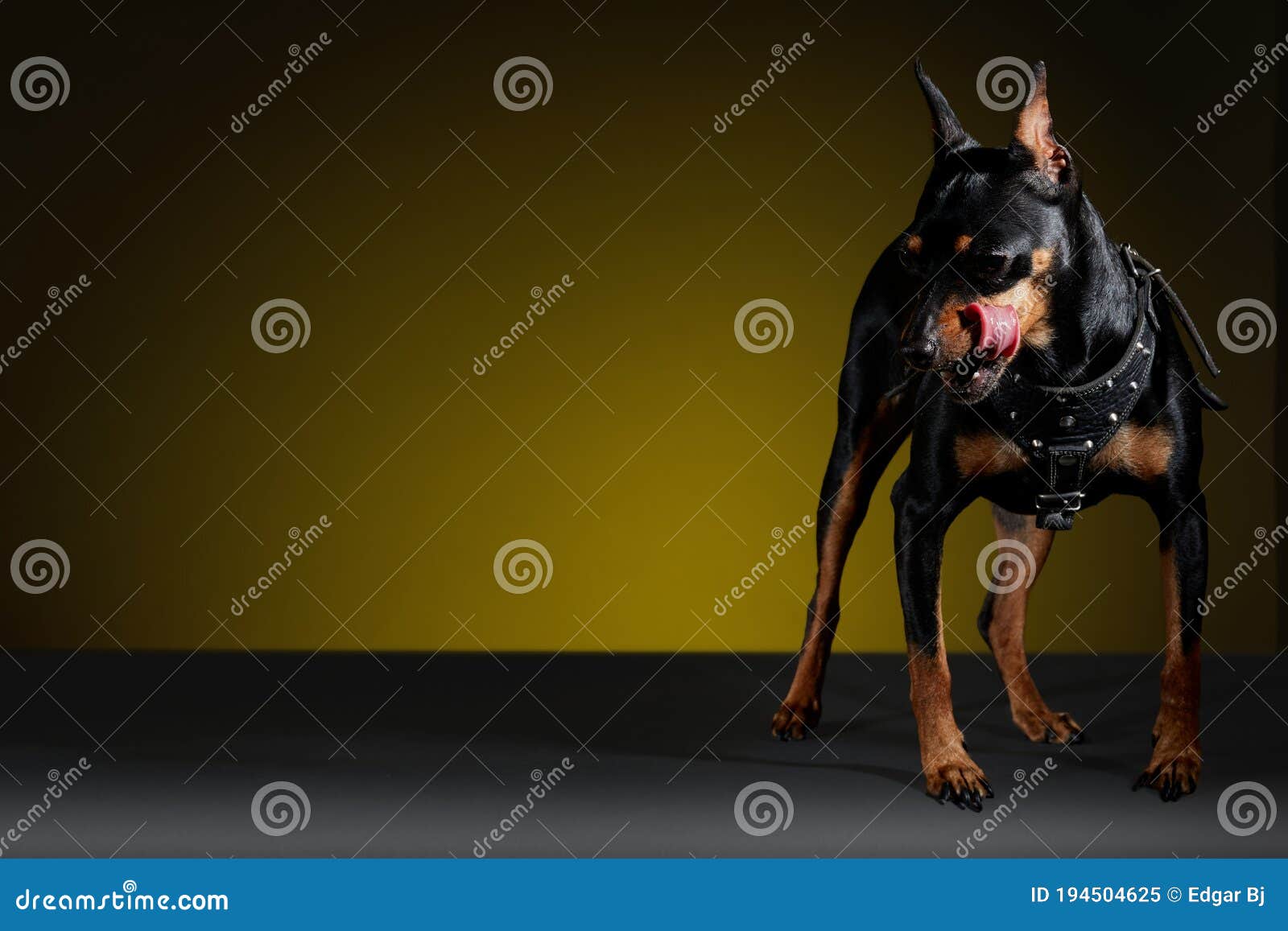 miniature doberman dog with tongue sticking out