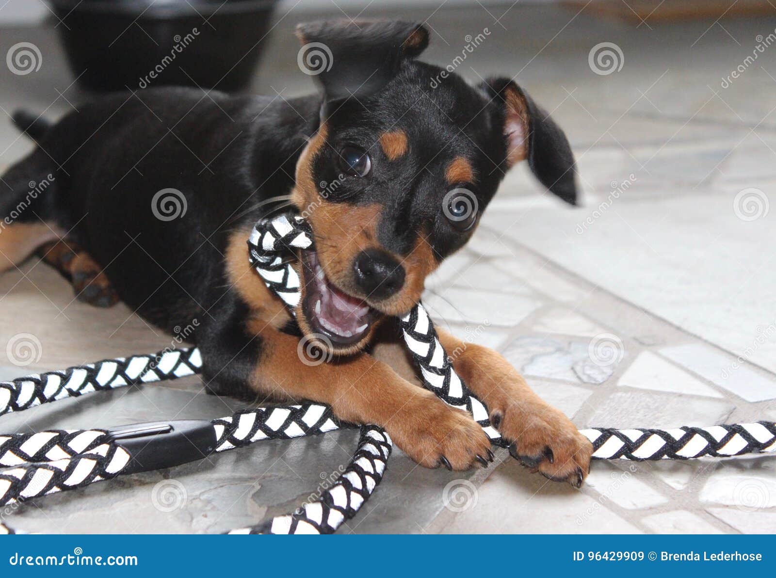 small doberman dog