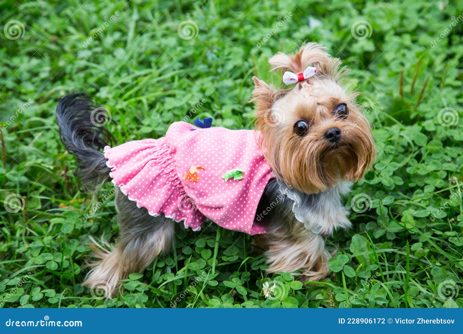 A Miniature Dog of the Breed Yorkshire Terrier Mini English Yorkshire  Terrier in a Pink Shirt Looking at the Camera Stock Photo - Image of cute,  miniature: 228906172