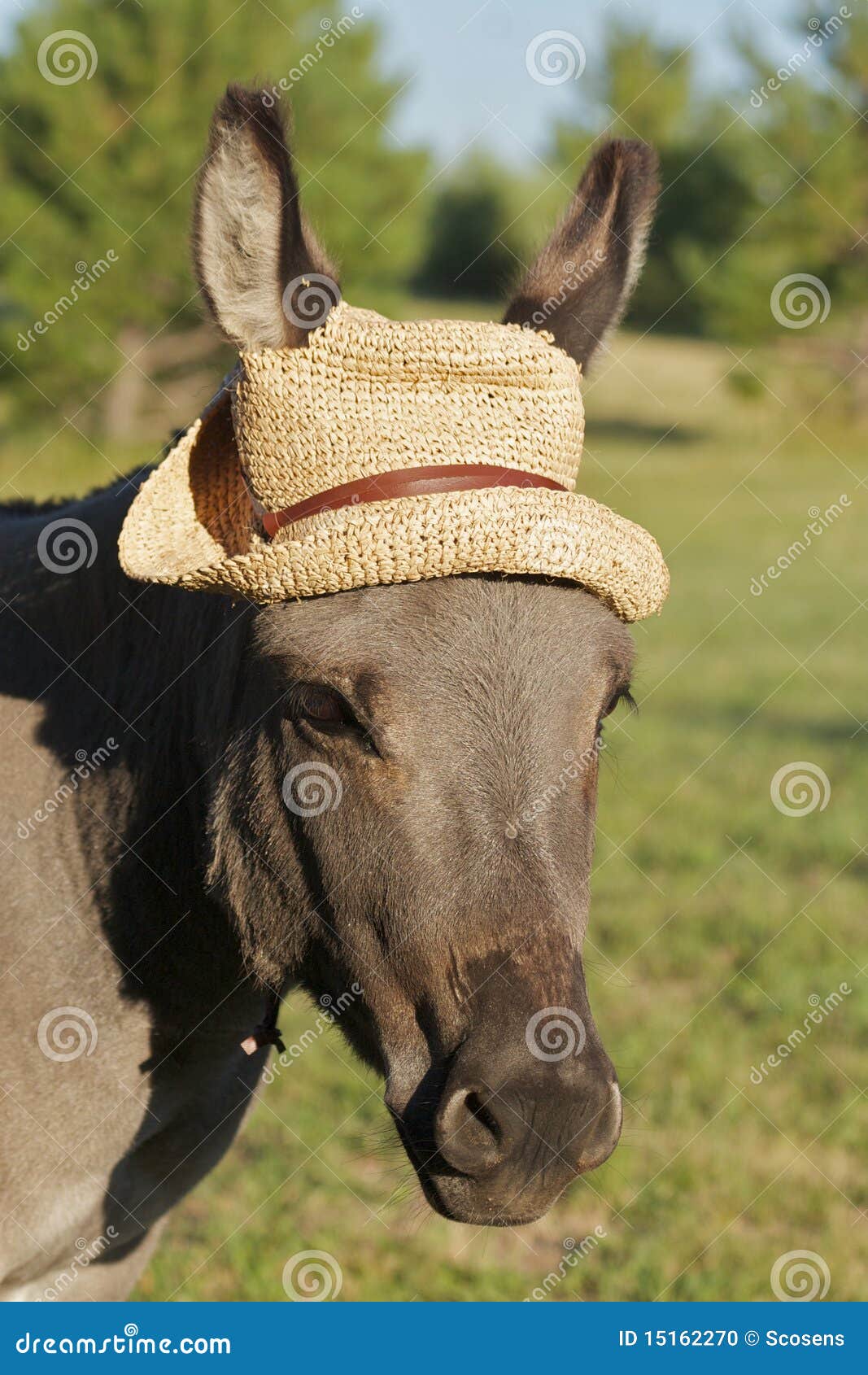miniature-donkey-hat-15162270.jpg