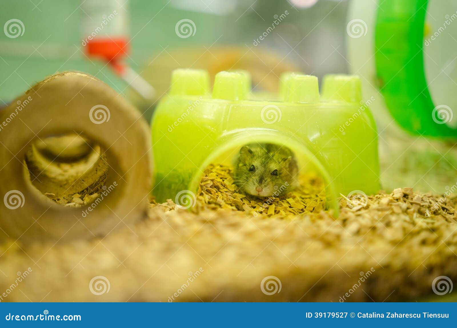 Miniature Hamster in a Pet Shop Stock Image Image of campbelli, green