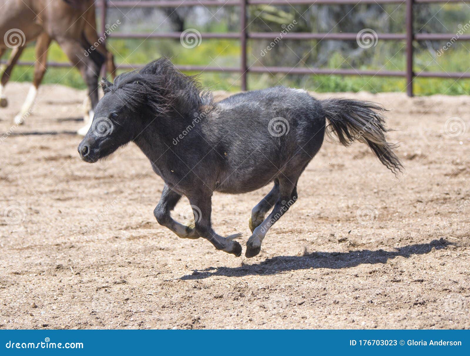 Miniature Horse Galloping Around an Arena Stock Image Image of animal