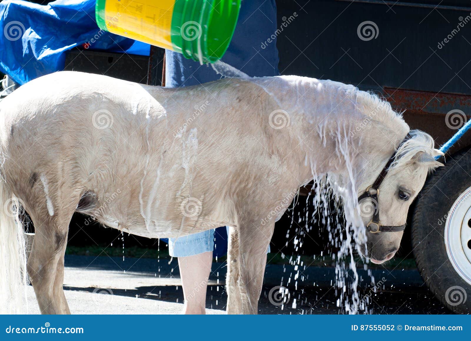 Miniature Horse Getting a Bath and Rinse Stock Photo Image of white