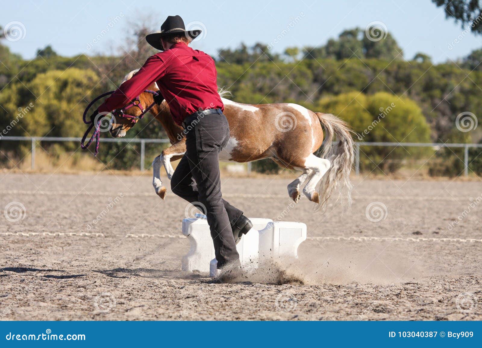 Miniature horse jumping editorial photography. Image of horses 103040387