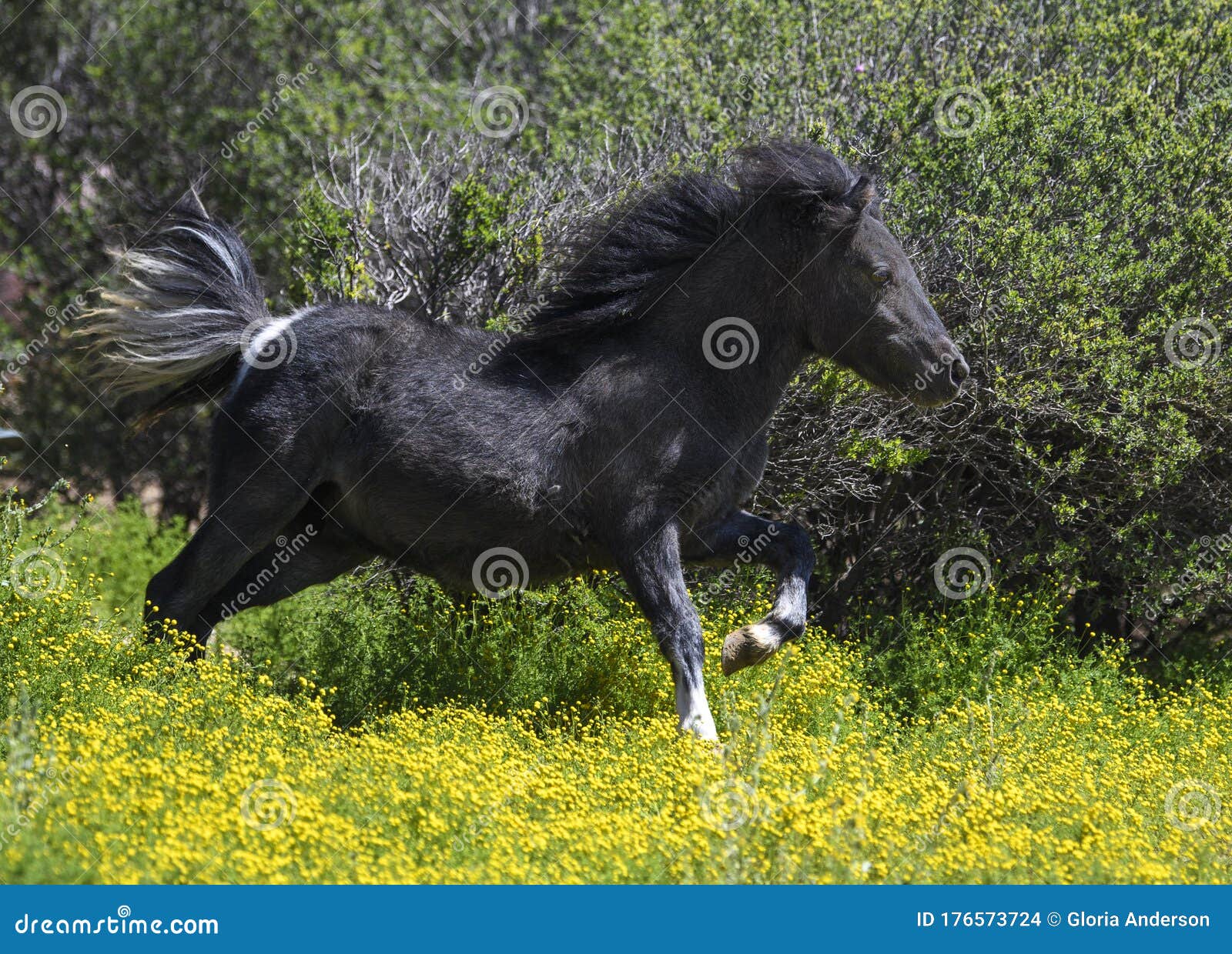 Miniature Horse Running through the Brush Stock Photo Image of small