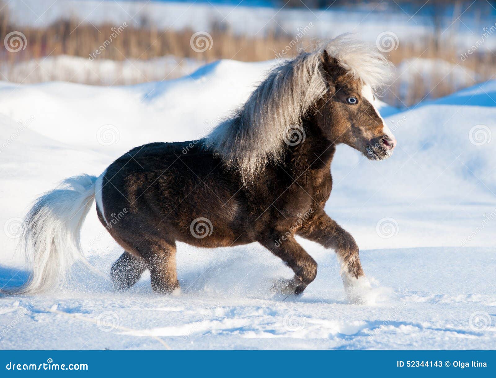 Miniature Horse Running in the Snow in Field Stock Image Image of