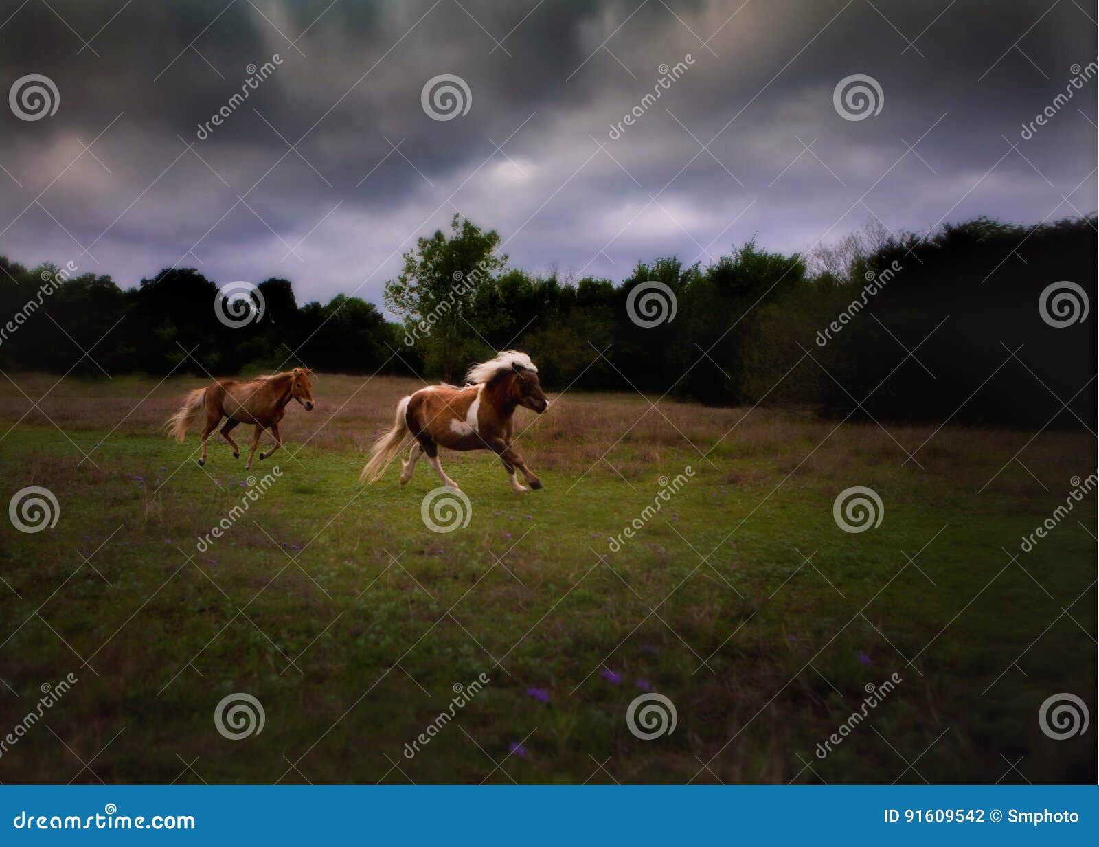 Miniature horses galloping stock photo. Image of stormy 91609542