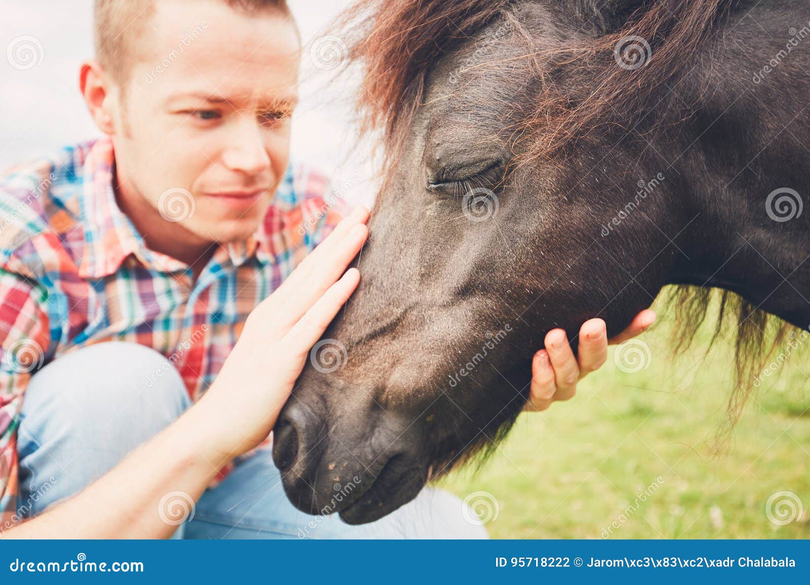 Miniature Horses on the Pasture Stock Photo Image of head, friendly