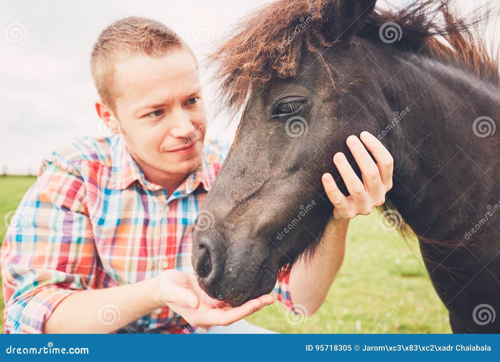 Miniature Horses on the Pasture Stock Image Image of pasture, head