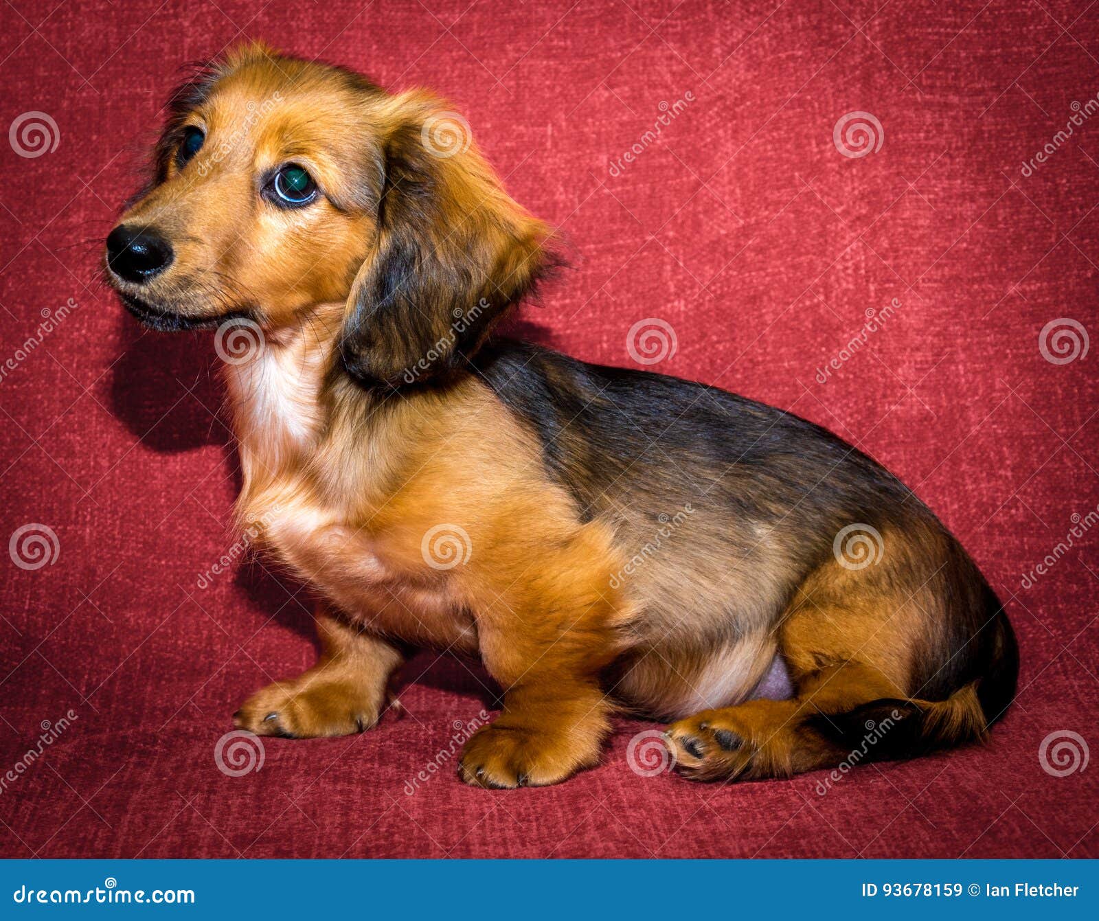 Miniature Long Haired Dachshund Stock Image - Image Of Cute, Puppy: 93678159