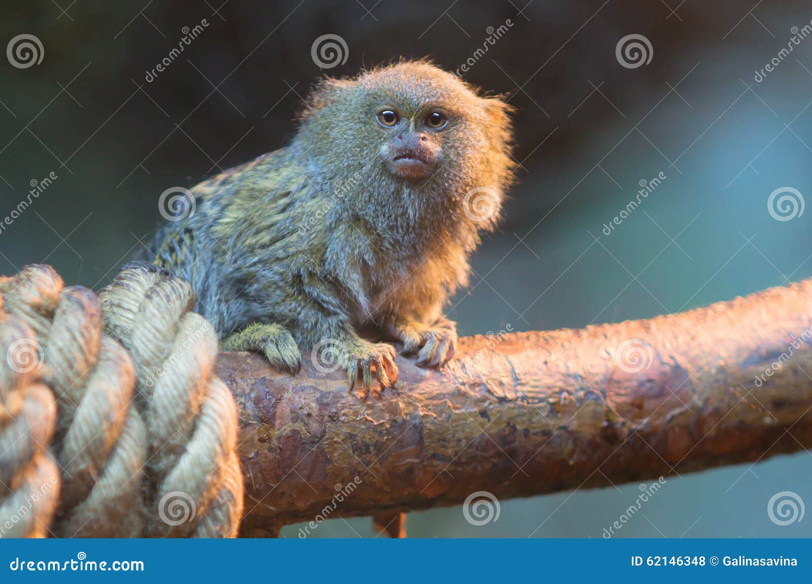 Miniature monkey stock photo. Image of little primate 62146348