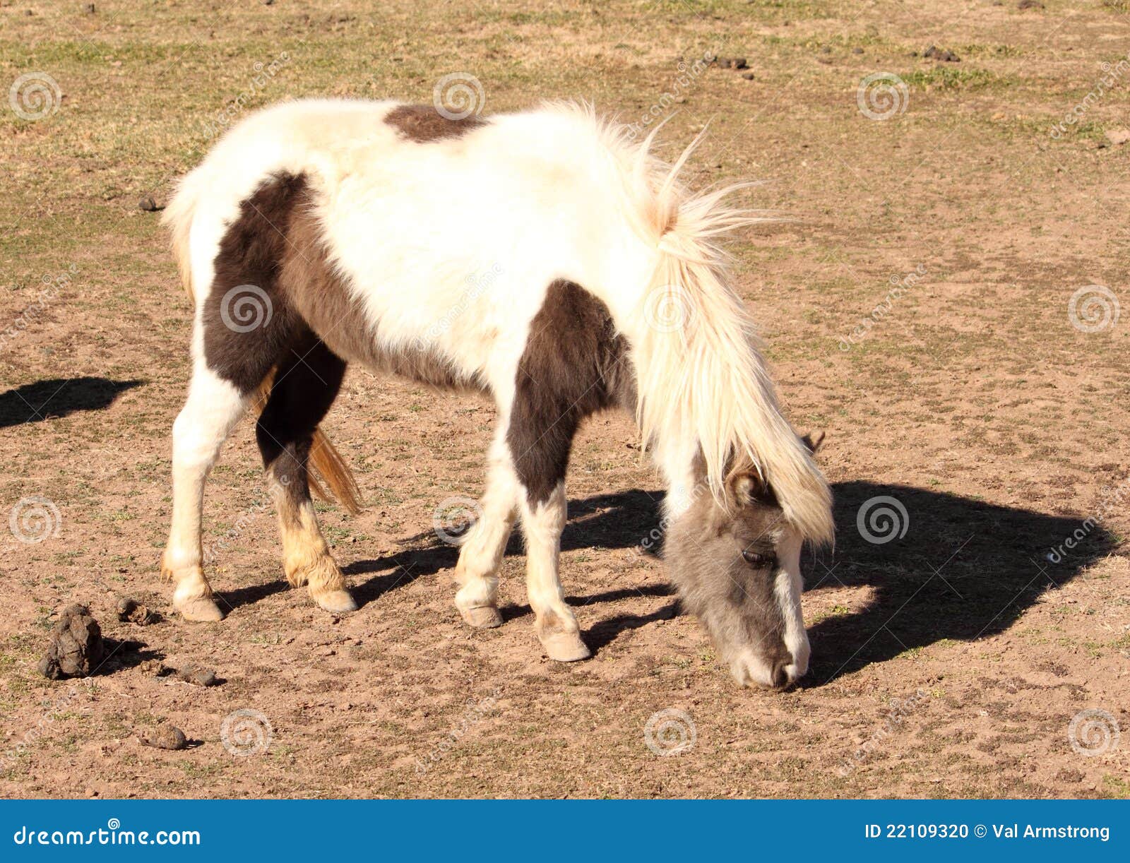 Miniature Paint Pony stock photo. Image of domestic, creature 22109320