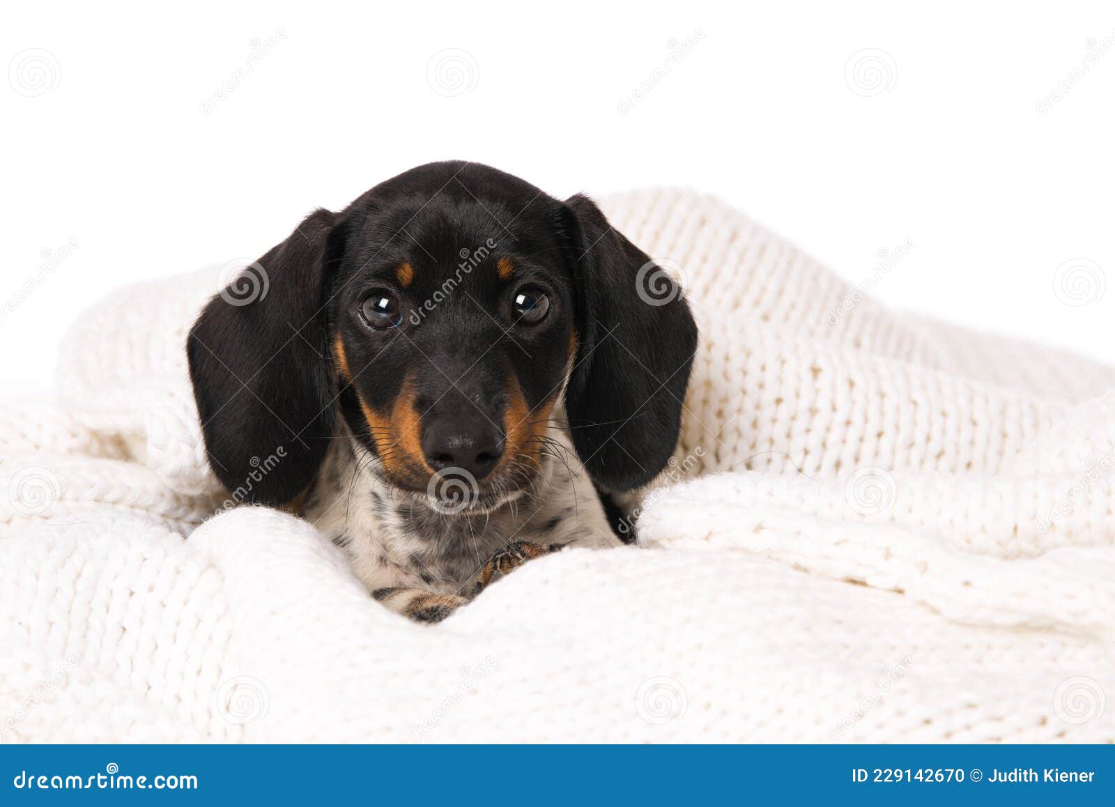 Miniature Piebald Dachshund Lying on a Blanket Stock Photo Image of