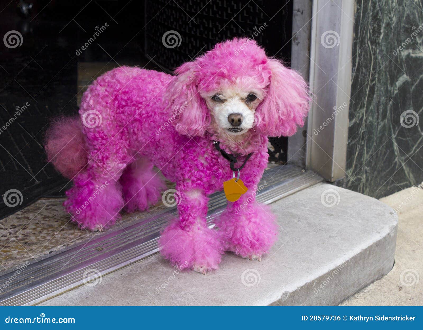 miniature pink poodle in doorway