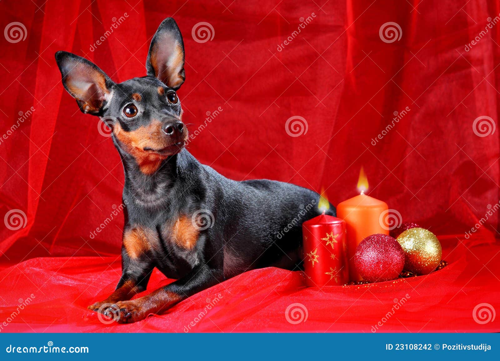 Red Miniature Pinscher Stock Photography 14237060