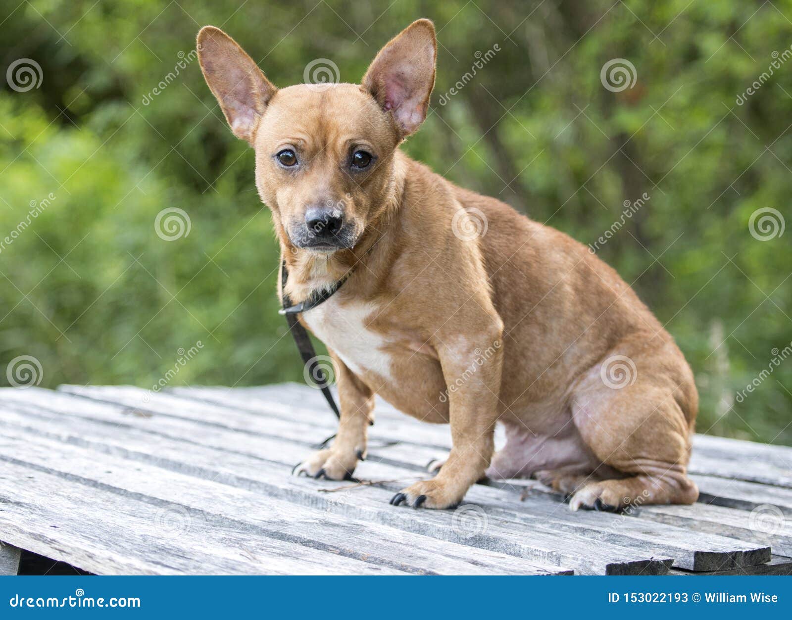 Formindske Blacken Email Miniature Pinscher Chihuahua Mixed Breed Dog Adoption Photo Stock Image -  Image of chihuahua, loss: 153022193