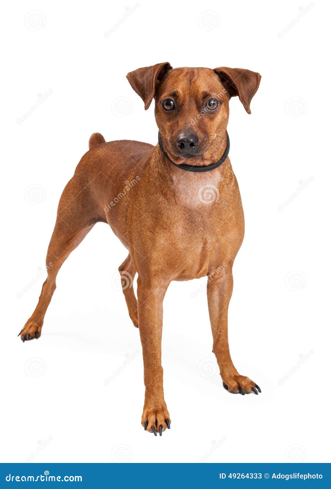 Secréte navn At redigere Miniature Pinscher Mix Breed Dog Standing Stock Image - Image of breed,  isolated: 49264333