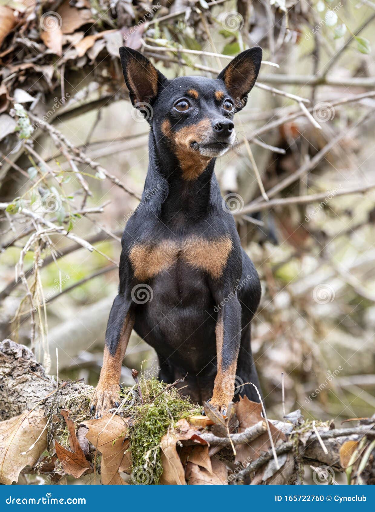 Miniature Pinscher In Nature Stock Photo - Image of ...