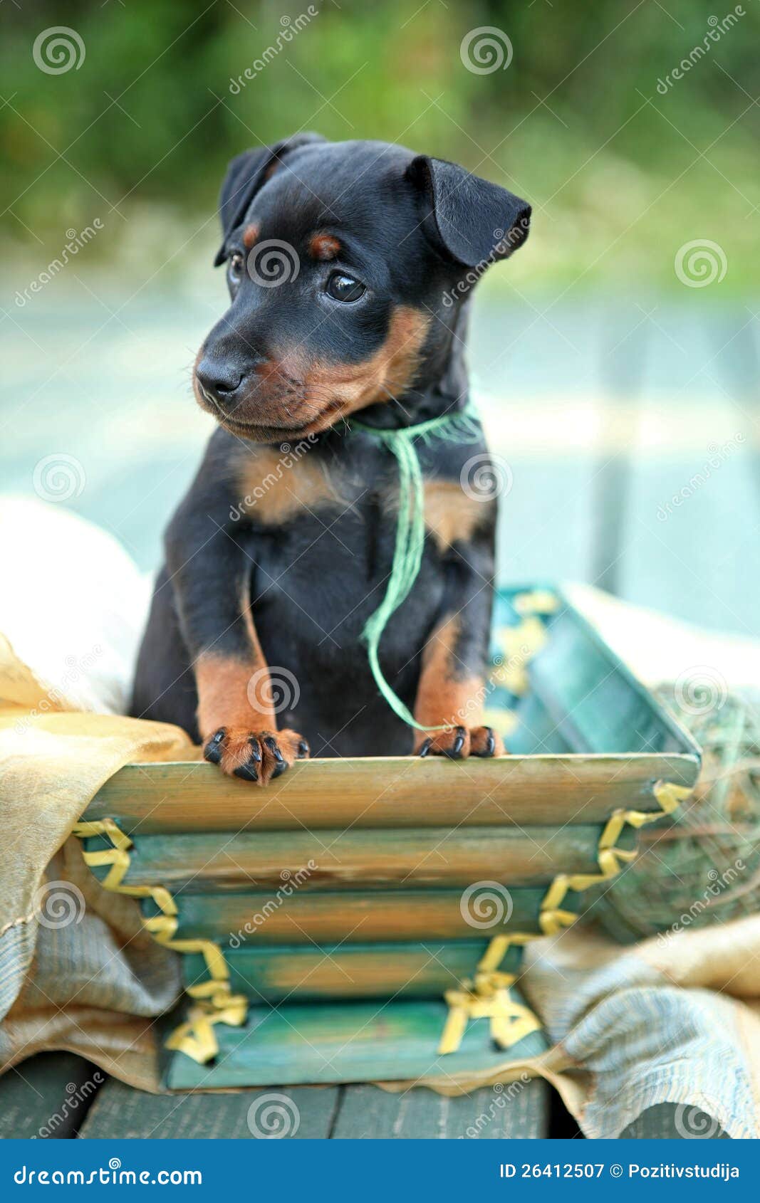 1,675 Black Miniature Pinscher Puppy Stock Photos - Free & Royalty 