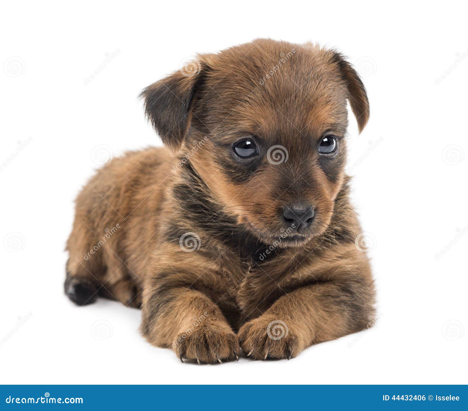 Miniature Pinscher Puppy (2 Months) Stock Photo - Image of ...